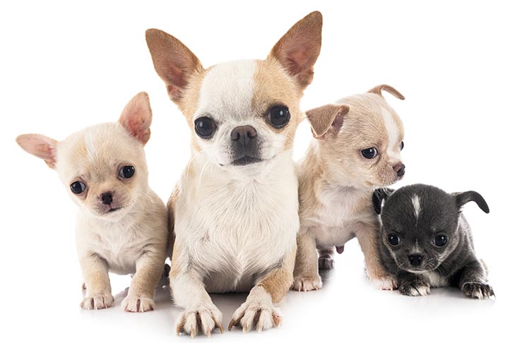 Chihuahua Puppies for Sale, Teacup Chihuahua Puppies, Long Hair Chihuahua Puppies