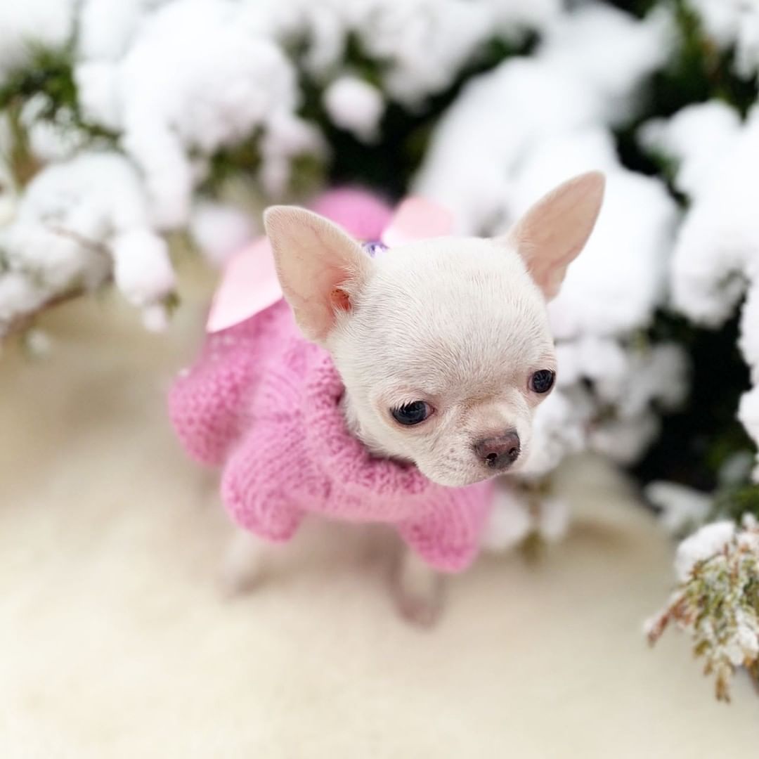 Cheap chihuahua near me, affordable chihuahuas, chihuahua puppy cost, chihuahua less cost, chihuahua small price