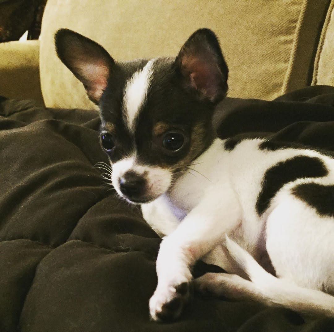 Cheap chihuahua near me, affordable chihuahuas, chihuahua puppy cost, chihuahua less cost, chihuahua small price