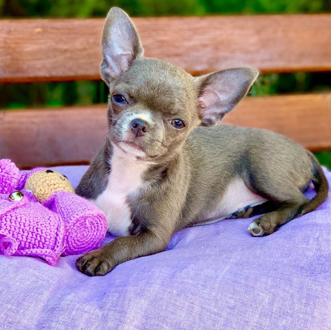 Cheap chihuahua near me, affordable chihuahuas, chihuahua puppy cost, chihuahua less cost, chihuahua small price