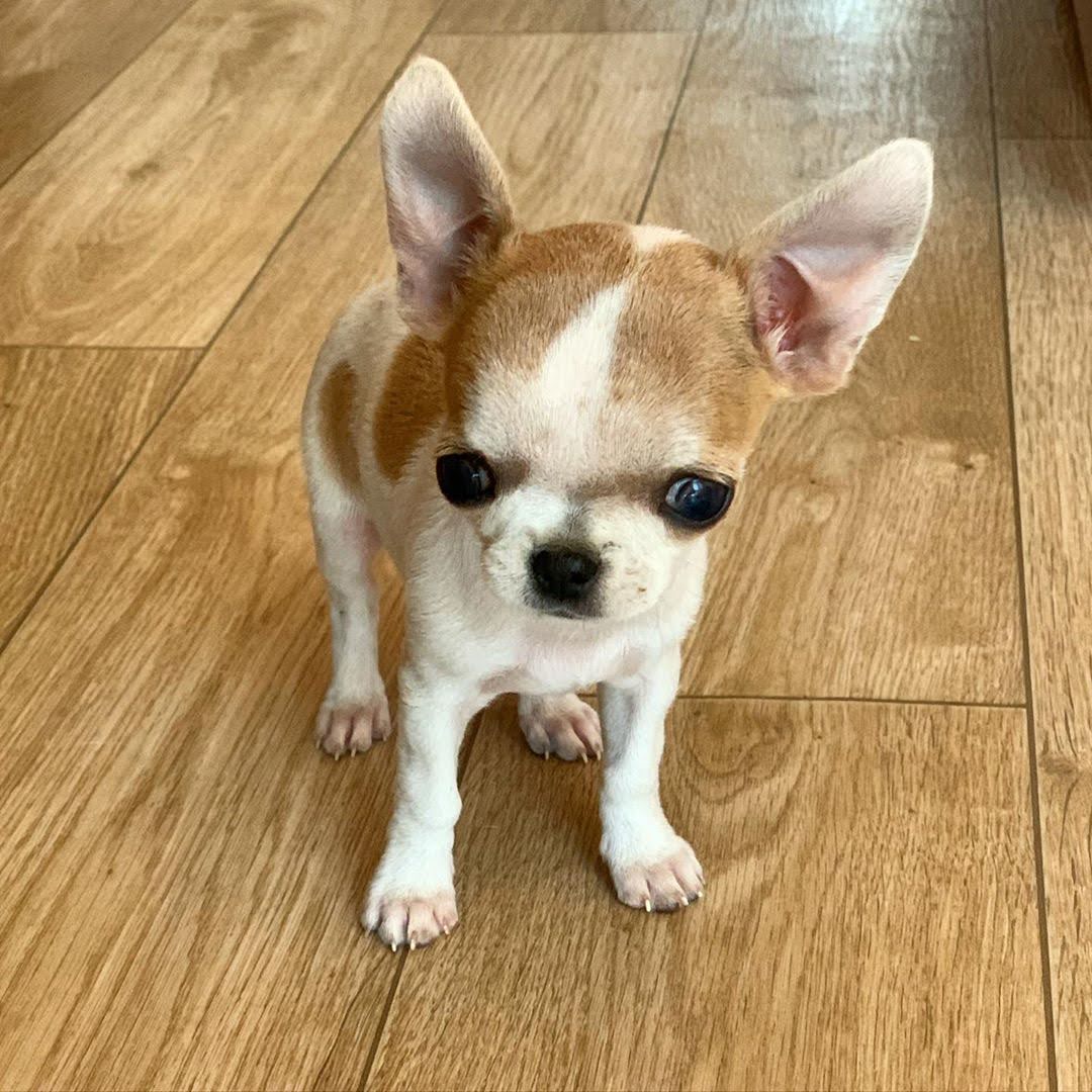 Cheap chihuahua near me, affordable chihuahuas, chihuahua puppy cost, chihuahua less cost, chihuahua small price