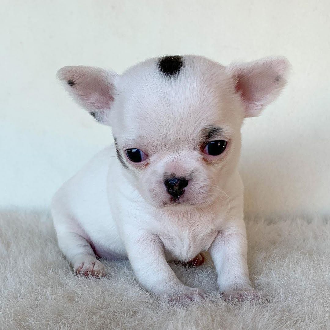 Cheap chihuahua near me, affordable chihuahuas, chihuahua puppy cost, chihuahua less cost, chihuahua small price