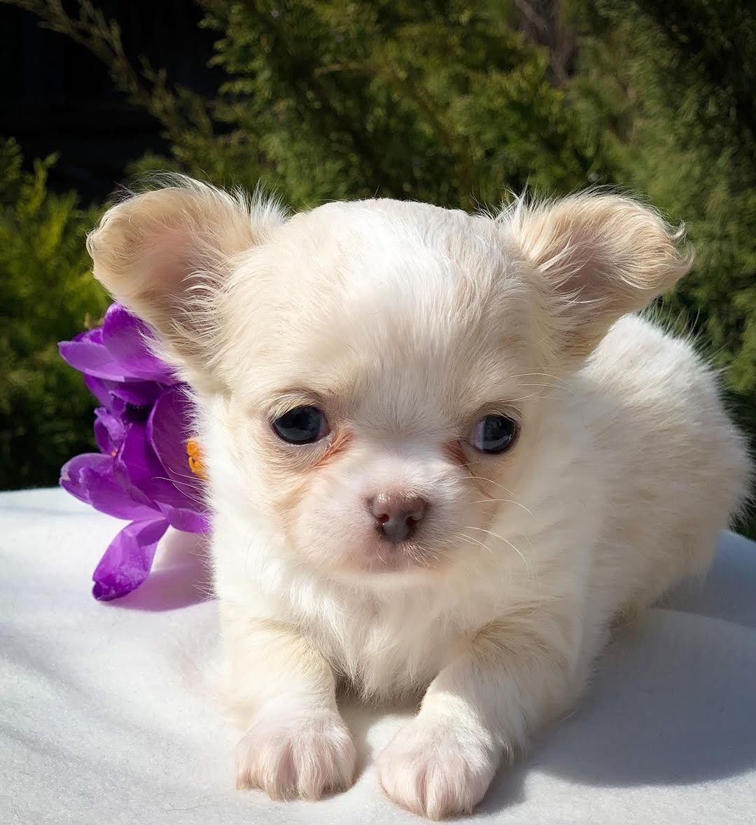 Cheap chihuahua near me, affordable chihuahuas, chihuahua puppy cost, chihuahua less cost, chihuahua small price