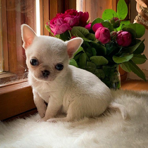 Cheap chihuahua near me, affordable chihuahuas, chihuahua puppy cost, chihuahua less cost, chihuahua small price